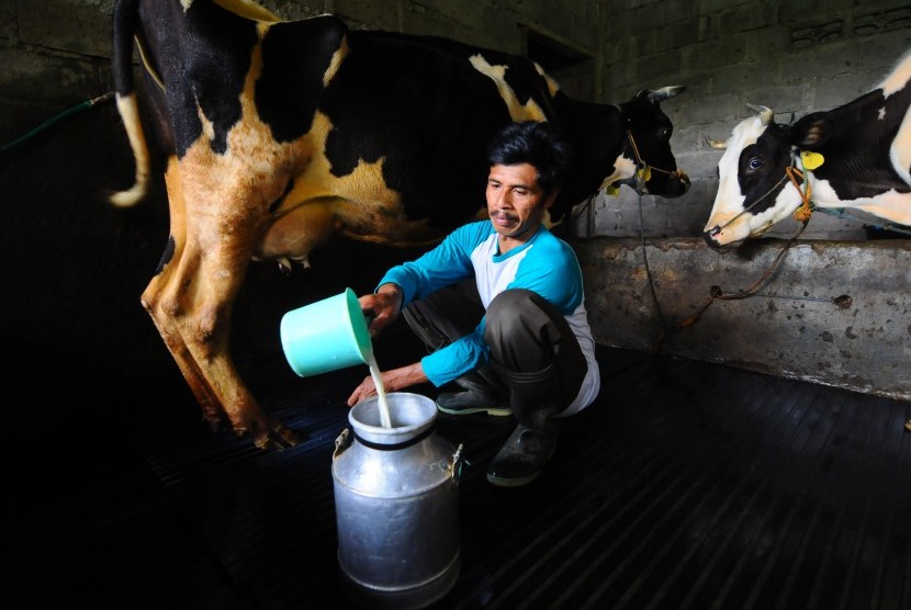 Renovasi Kandang Tingkatkan Produksi Susu Sapi Republika Online Renovasi Kandang Tingkatkan Produksi Susu Sapi Republika Online