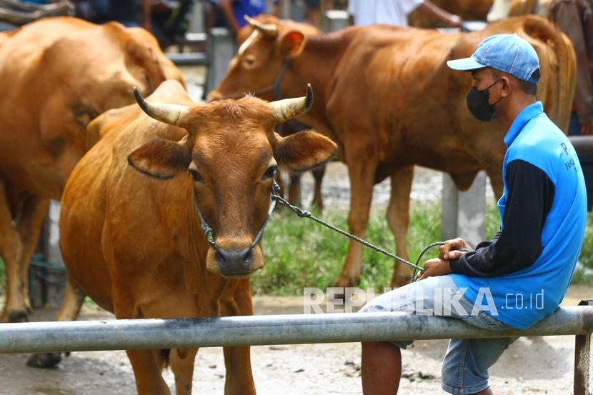 Peternak menunggui sapi miliknya yang dijual di pasar hewan, Ngawi, Jawa Timur, Selasa (1/3/2022). Wabah penyakit mulut dan kuku tersebar di beberapa kabupaten di Jawa Timur. Ilustrasi.