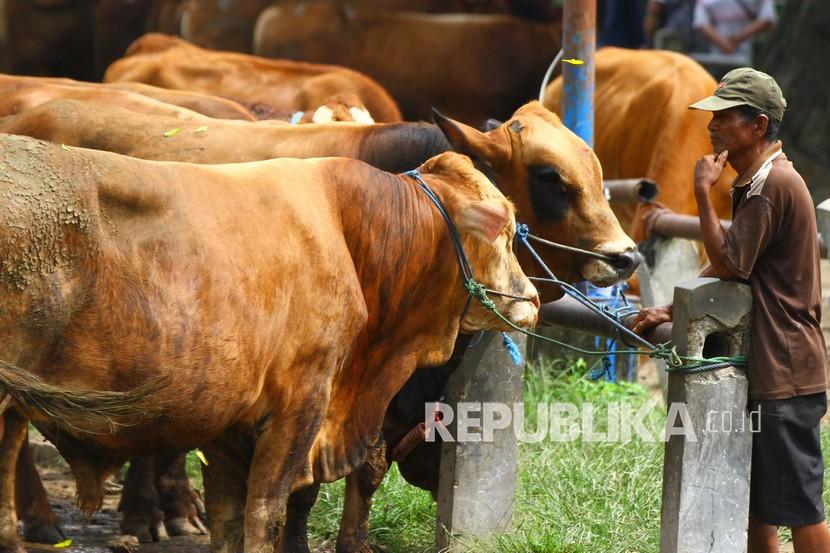 Peternak menunggui sapi miliknya yang dijual di pasar hewan, Ngawi, Jawa Timur, Selasa (1/3/2022). Peternak sapi setempat mengeluhkan sepinya pembeli padahal dalam sebulan ini harga sapi hidup rata-rata turun antara Rp1,5 juta hingga 2 juta rupiah atau turun 10 persen per ekor dengan stok yang melimpah. 