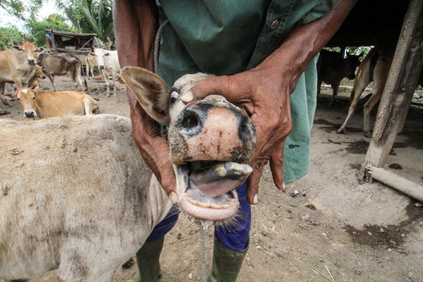 Peternak menunjukkan mulut sapi yang terkena Penyakit Mulut dan Kuku (PMK) di kandang karantina milik peternak di Desa Jeulekat, Lhokseumawe, Aceh, Rabu (25/5/2022). (Ilustrasi)