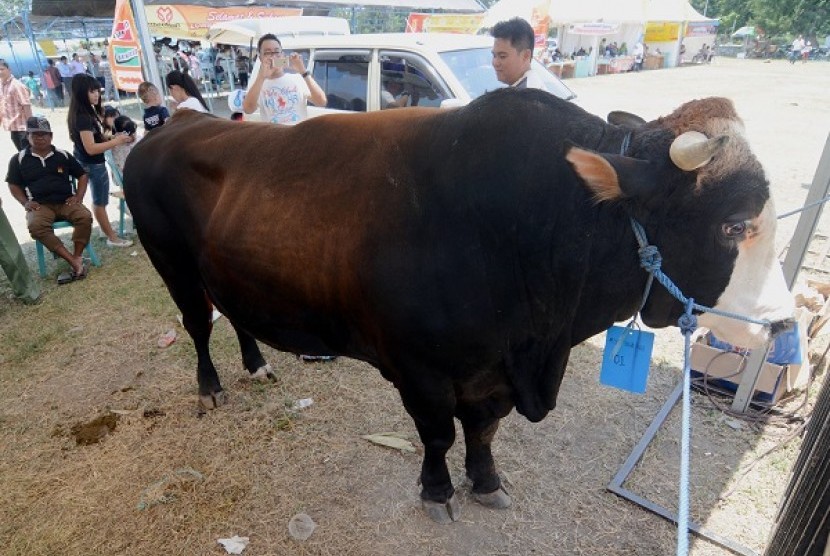 Peternak menyiapkan sapinya pada kontes ternak sapi yang dilaksanakan di Palu, Sulawesi Tengah, Senin (29/9).