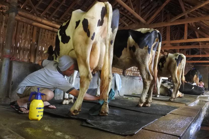 Peternak merawat sapi perah yang sakit di Desa Kandangtepus, Senduro, Lumajang, Jawa Timur, Sabtu (6/4/2022). Peternak sapi perah Senduro mengeluhkan produksi susu menurun dari 31 ton menjadi 25 ton per hari dalam sebulan terakhir akibat penyakit mulut dan kuku (PMK).