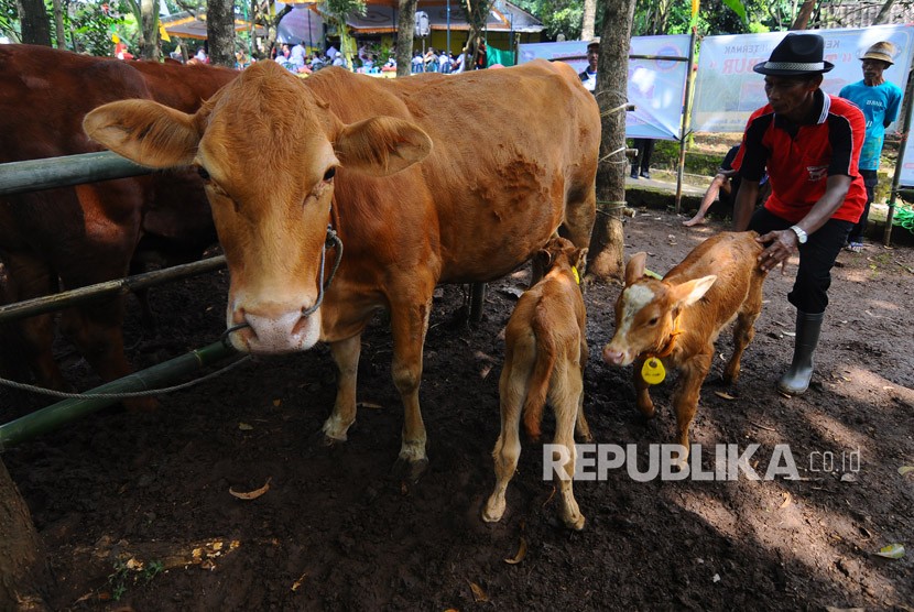 Peternak sapi membawa hasil peranakan sapi indukan inseminasi buatan (IB) saat digelar oleh Kelompok Tani Ternak Subur di Kedungdowo, Andong, Boyolali, Jawa Tengah, Selasa (20/3). 