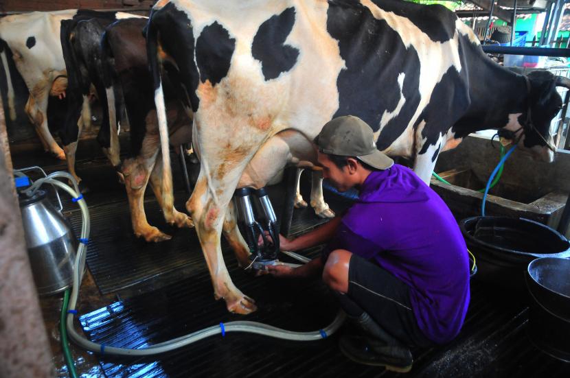 Peternak sapi perah memerah susu di Desa Garung Lor, Kaliwungu, Kudus, Jawa Tengah, Kamis (30/6/2022). 