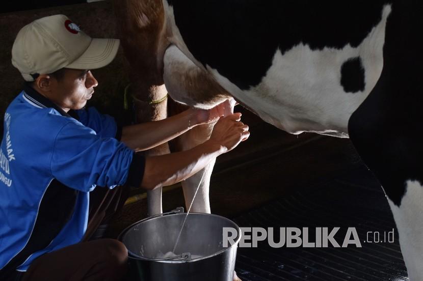 Peternak sapi perah memerah susu di Desa Kresek, Wungu, Kabupaten Madiun, Jawa Timur, Sabtu (9/5). Susu segar diusulkan menjadi barang pokok penting bagi masyarakat untuk meningkatkan konsumsi dalam negeri. 