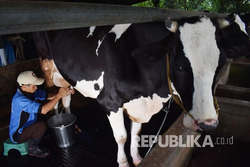 Peternak sapi perah memerah susu di Desa Kresek, Wungu, Kabupaten Madiun, Jawa Timur, Sabtu (9/5/2020). 