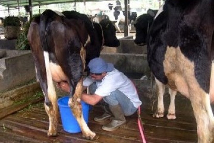 Peternak sapi perah tengah memerah susu sapinya.
