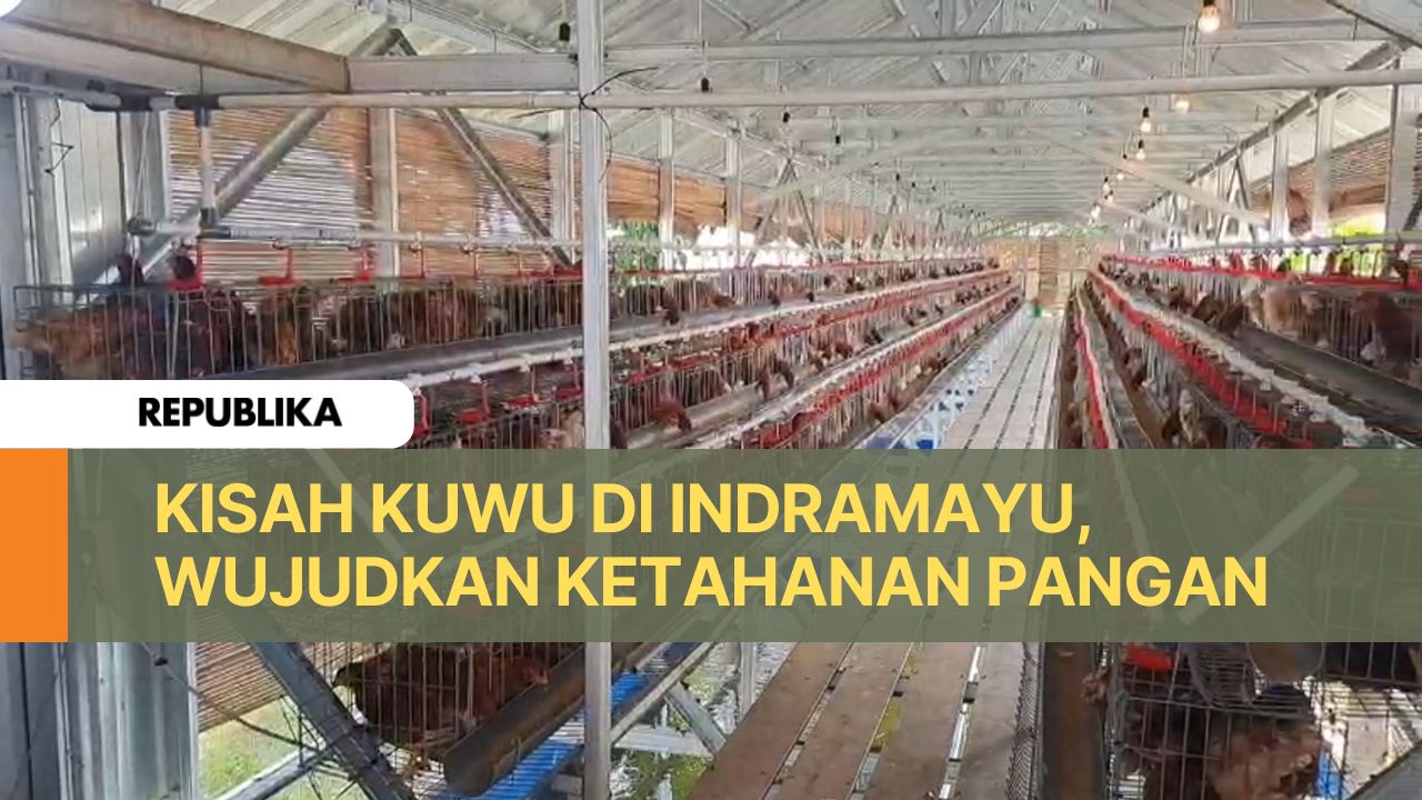 Peternakan ayam petelur milik seorang kuwu (kepala desa) di Kabupaten Indramayu.