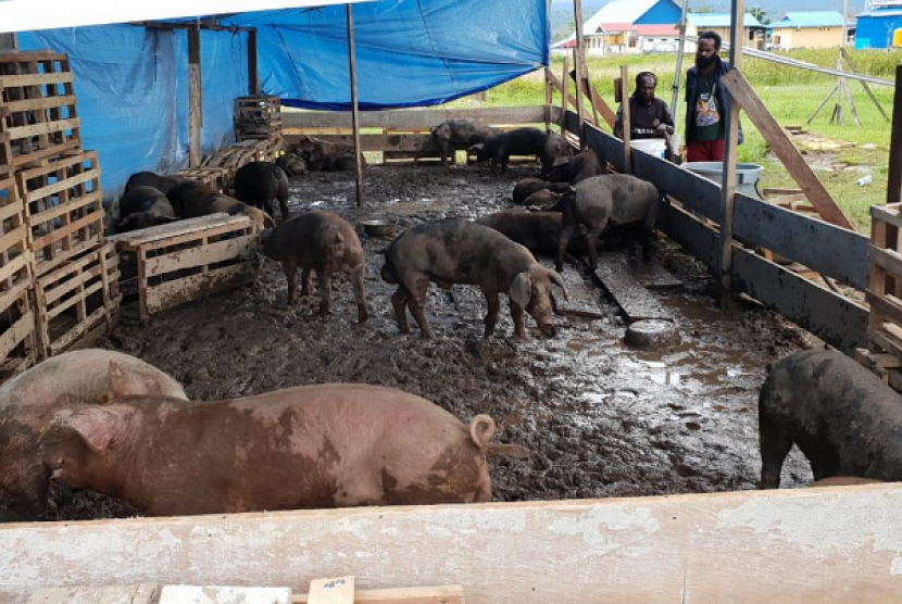 Peternakan babi. Pemerintah Sumatra Utara menganggarkan Rp 5 miliar untuk penanganan kasus kolera babi.