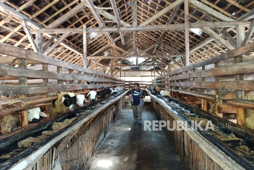 Peternakan domba binaan Dompet Dhuafa di Pringsewu, Lampung.