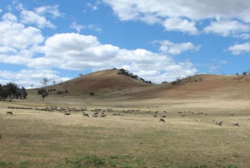 Peternakan domba yang kering di Tasmania, Australia pada 2011.