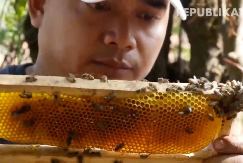 Peternakan lebah madu. (Ilustrasi)