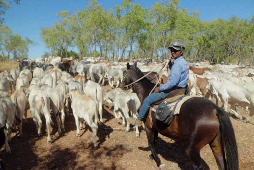 Peternakan sapi di Australia.