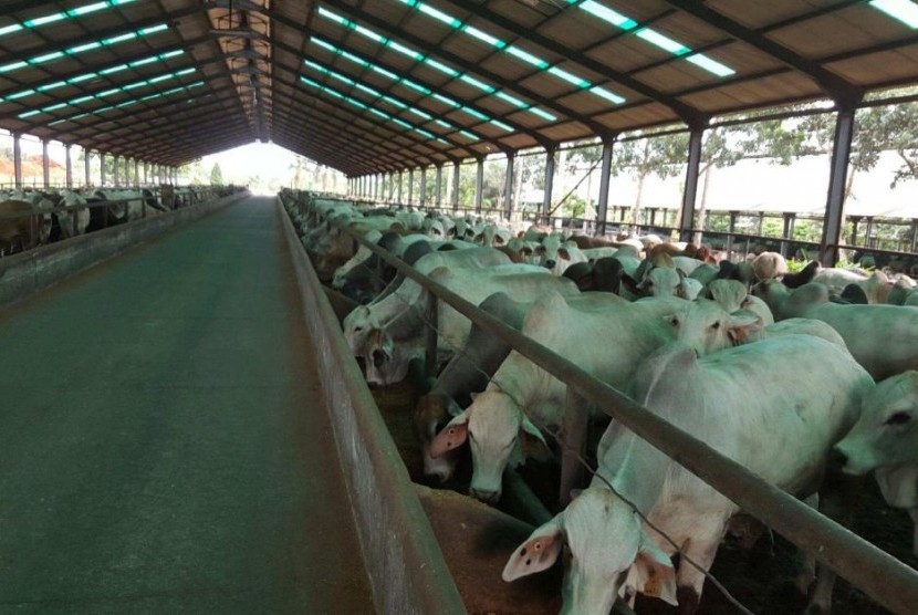Peternakan sapi Brahman di Indonesia. 