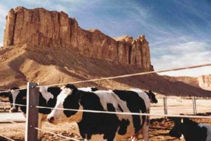 Peternakan sapi di Arab Saudi.