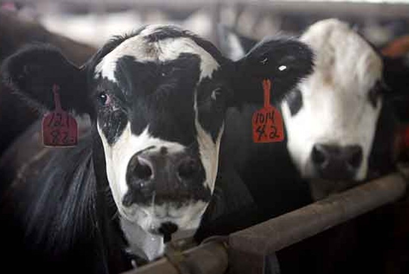 Peternakan sapi di Illinois, AS.
