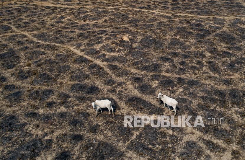  Peternakan sapi di lahan yang dibakar dan digunduli oleh peternak sapi di dekat Novo Progresso, negara bagian Para, Brasil, Ahad (23/8/2020).