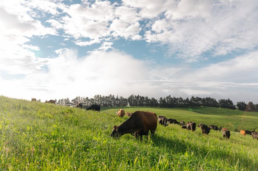 Peternakan sapi dilepasliarkan di alam bebas untuk memakan rumput (ilustrasi).
