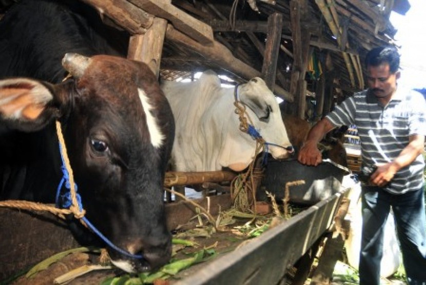 Peluang Bisnis Sapi Madura Yang Menjanjikan Republika Online