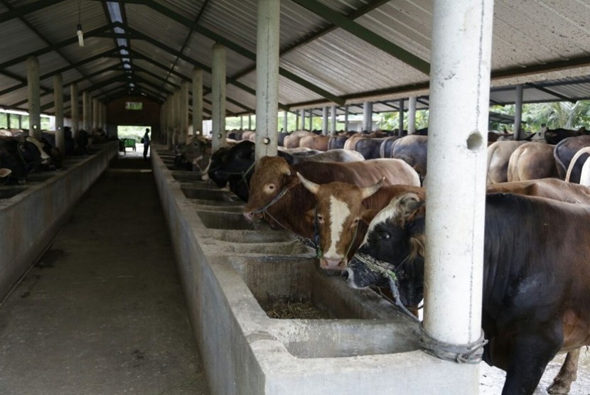 Peternakan sapi (ilustrasi). Harga jual ternak sapi di Kabupaten Tulungagung saat ini mengalami penurunan akibat dampak wabah penyakit mulut dan kuku di sejumlah daerah di Jawa Timur.