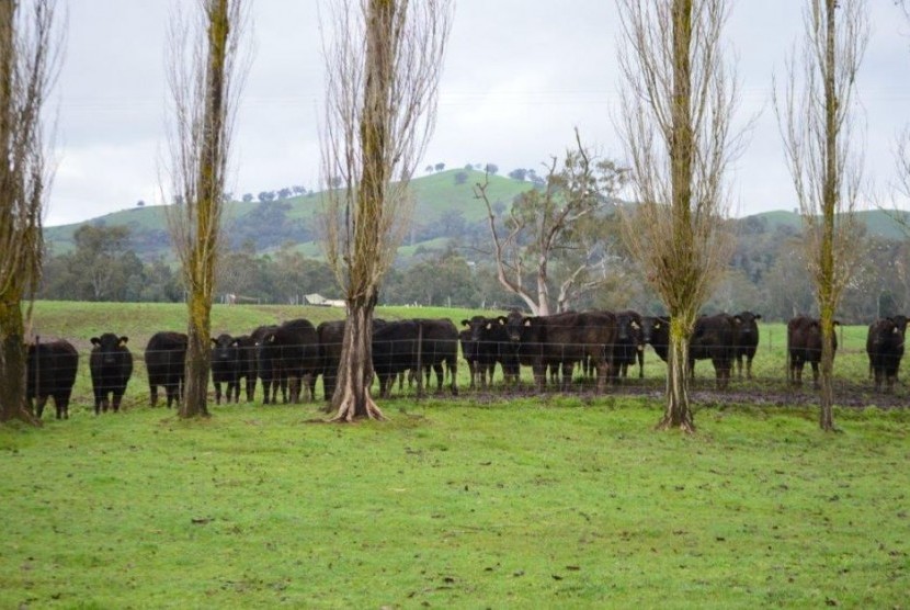 Peternakan sapi milik Blackmoore di Victoria.