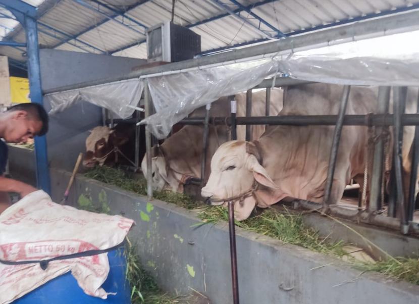 Peternakan sapi di Jalan Cikoko Barat III, RW 05, Kelurahan Cikoko, Kecamatan Pancoran, Jakarta Selatan, Selasa (27/6/2023).