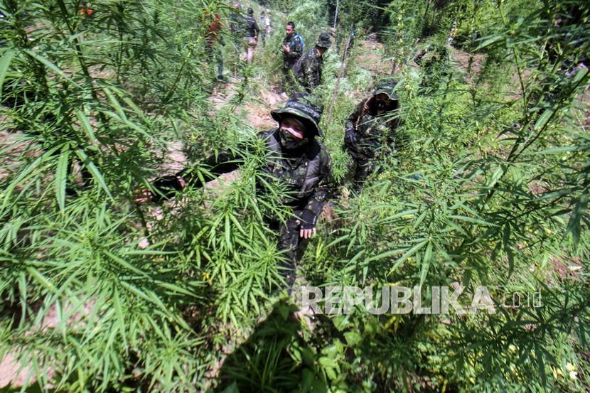 Badan Narkotika Nasional (BNN) memusnahkan 20 ribu batang ganja yang ditanam di atas lahan seluas lima hektare di Kabupaten Gayo Lues, Provinsi Aceh. (ilustrasi)