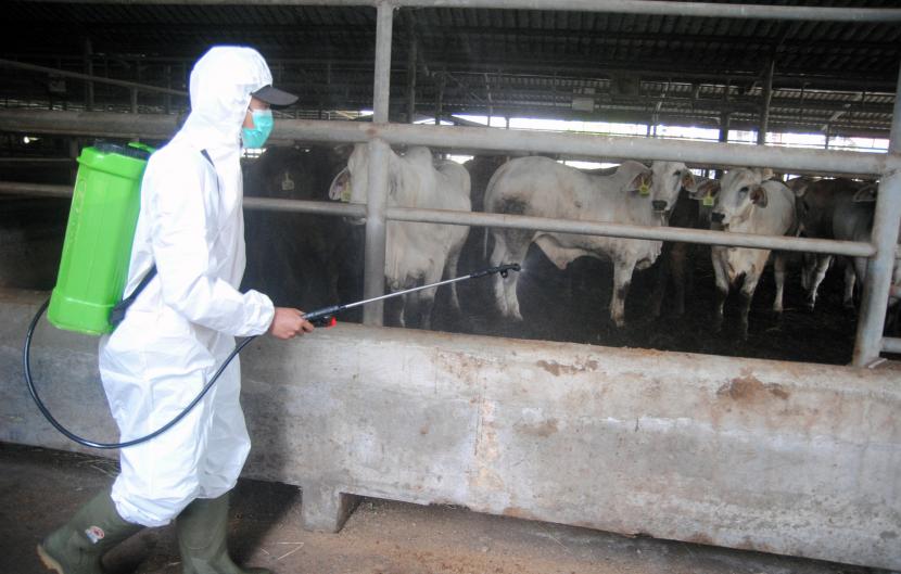 Petugas Badan Penanggulangan Bencana Daerah (BPBD) Kota Bogor menyemprotkan cairan disinfektan di kandang sapi Rumah Potong Hewan (RPH) Bubulak, Kota Bogor, Selasa (21/6/2022). Penyemprotan disinfektan dilakukan karena penyebaran penyakit mulut dan kuku (PMK) pada hewan sapi di RPH tersebut terus bertambah menjadi 488 ekor yang diduga terkena PMK, 54 ekor bergejala, dan seekor sapi mati sehingga Pemkot Bogor menutup sementara RPH Bubulak. 