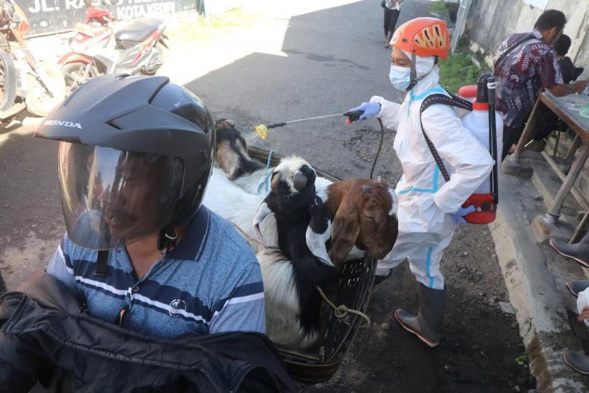 Petugas Badan Penanggulangan Bencana Daerah (BPBD) menyemprotkan cairan disinfektan pada kambing yang memasuki kawasan Pasar Hewan Muning di Kota Kediri, Jawa Timur, Kamis (7/7/2022). Pemerintah daerah setempat memperketat pengawasan penjualan hewan di pasar dengan pemeriksaan kesehatan, menolak hewan dari luar daerah, dan menyemprotkan disinfektan guna mencegah penyebaran penyakit mulut dan kuku (PMK) pada hewan menjelang Idul Adha.