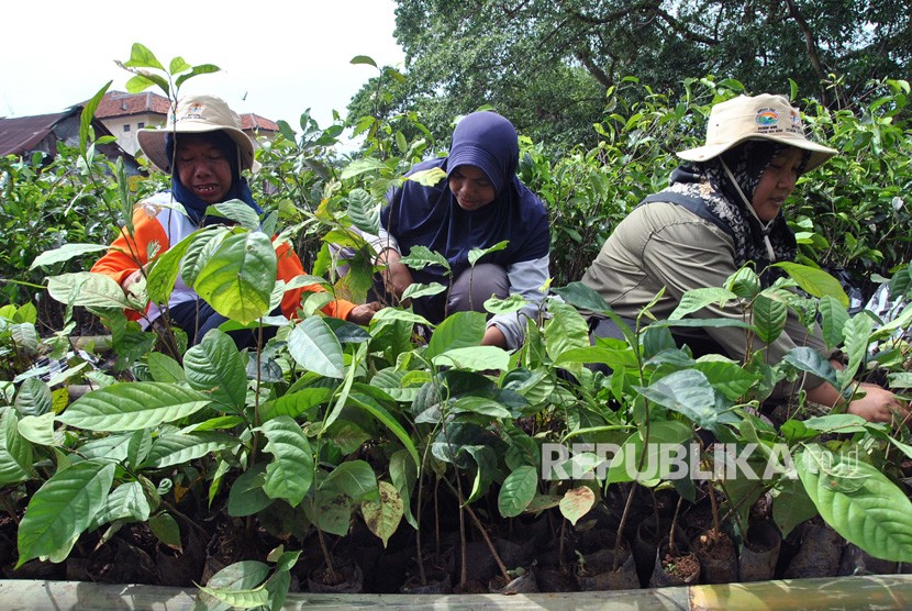 Petugas Badan Pengelolaan Daerah Aliran Sungai dan Hutan Lindung (BPDASHL) Citarum Ciliwung menyiapkan bibit tanaman di Kebun Bibit Desa di Kelurahan Babakan Pasar, Kota Bogor, Jawa Barat, Jumat (10/1/2020).