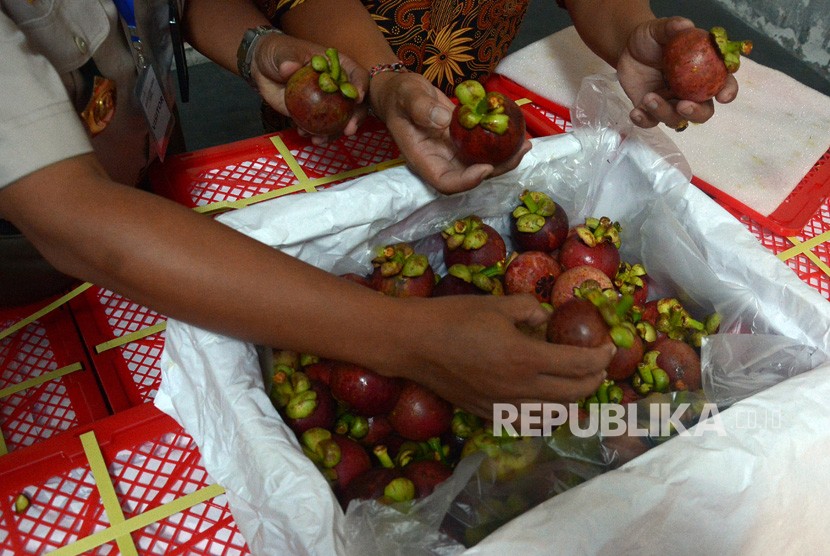 Petugas Balai Karantina Pertanian Kelas I Denpasar memeriksa buah Manggis sebelum dikemas di Cargo Benoa, Bali, Kamis (5/4). 