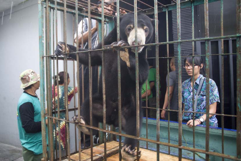   Petugas Balai Konservasi Sumber Daya Alam (BKSDA) Jawa Tengah mengamankan seekor beruang madu (Helarctos Malayanus) dari rumah seorang warga di Praon, Nusukan, Solo, Jateng, Kamis (30/1).    (Antara/Andika Betha)
