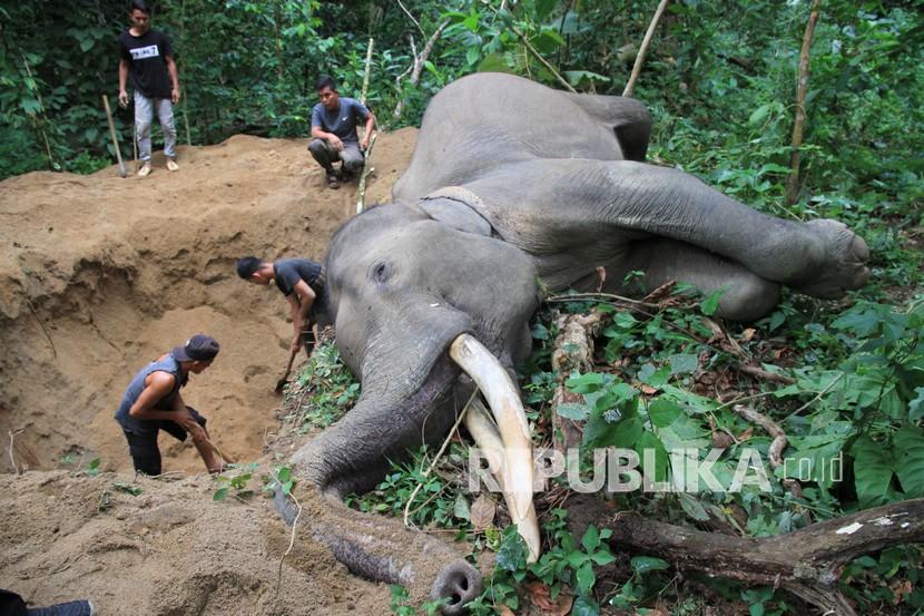 Petugas Balai Konservasi Sumber Daya Alam (BKSDA) Aceh berada di dekat bangkai gajah sumatra (Elephas maximus sumatranus) jinak yang mati mendadak di kawasan Conservation Response Unit (CRU) Sampoiniet, Aceh Jaya, Aceh, Kamis (13/8/2020). Gajah jinak jantan yang berusia 34 tahun dan diberi nama Olo tersebut ditemukan mati mendadak sekitar pukul 11.00 WIB.