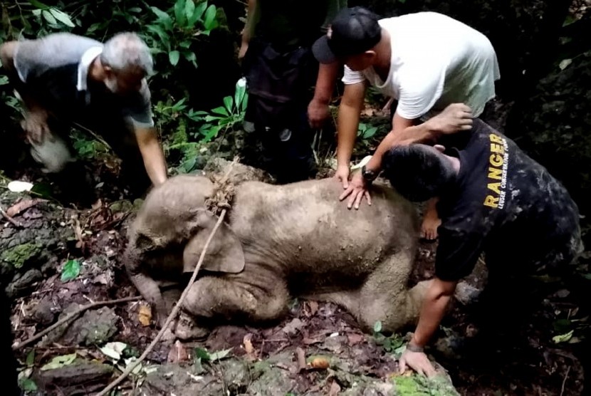 Petugas Balai Konservasi Sumber Daya Alam (BKSDA) Aceh bersama tim dokter hewan mengevakuasi anak gajah liar yang terjerat di kawasan hutan Desa Batu Sumbang, Kecamatan Simpang Jernih, Aceh Timur, Aceh, Selasa (18/6/2019).