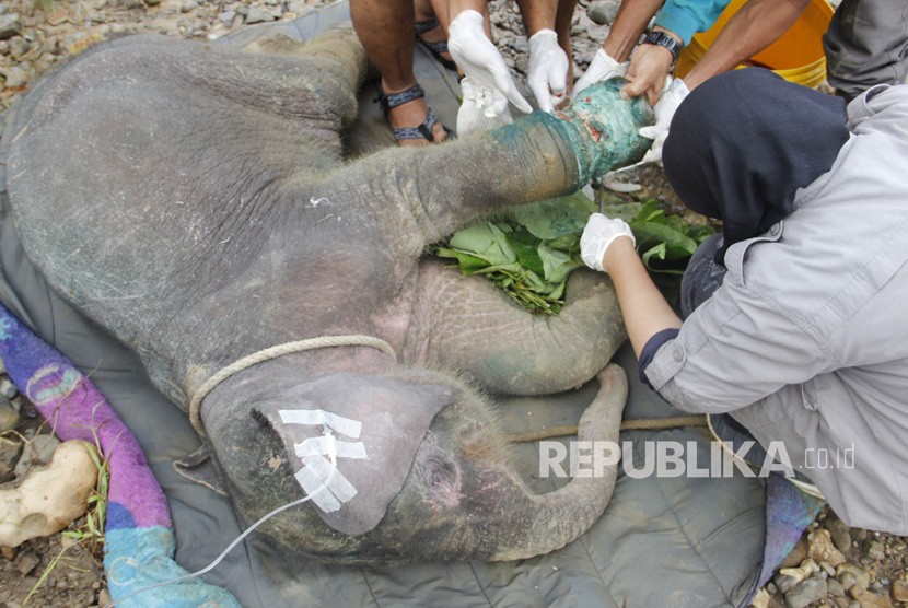Petugas Balai Konservasi Sumber Daya Alam (BKSDA) Aceh bersama tim dokter hewan dan Forum Konservasi Leuser (FKL) mengobati anak gajah liar yang terjerat di Conservation Response Unit (CRU) Serbajadi, Aceh Timur, Aceh, Kamis (20/6/2019). 