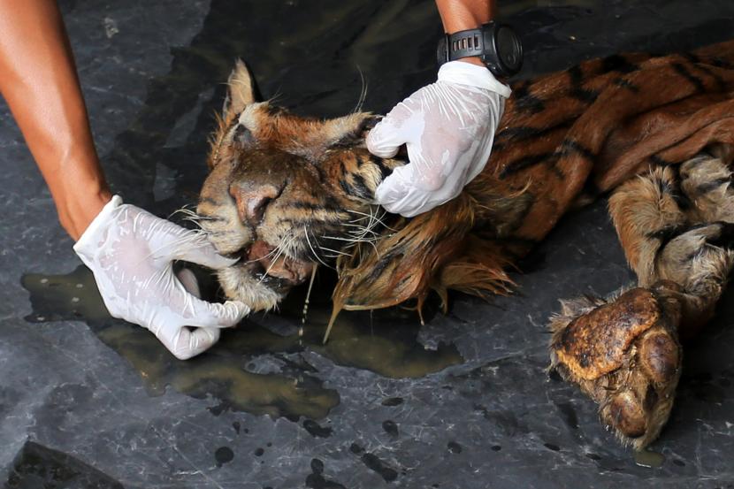 Kulit harimau sumatra. Tiga orang di Pekanbaru diamankan polisi setelah kedapatan menjualkulit dan bagian tubuh harimau sumatra.