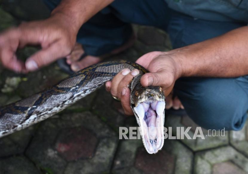 Petugas menunjukan seekor ular sanca batik (Phyton reticulatus) yang diamankan dari permukiman warga (ilustrasi)