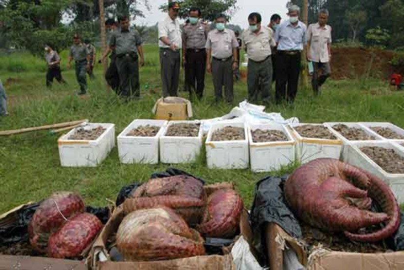  Petugas Balai Konservasi Sumber Daya Alam (BKSDA) DKI Jakarta memusnahkan daging dan sisik trenggiling di Kawasan Hutan penelitian Dramaga, Bogor,Selasa (30/4). 