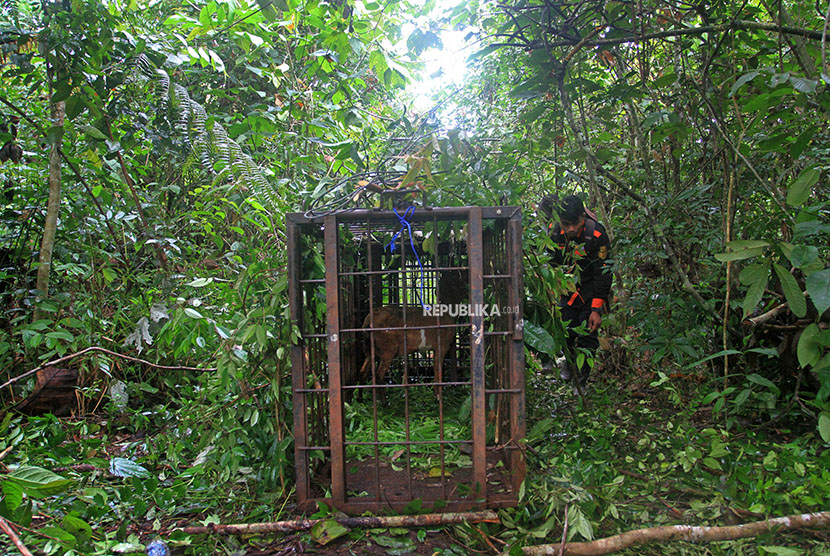 [Ilustrasi] Petugas Balai Konservasi Sumber Daya Alam (BKSDA) Sumatera Barat.
