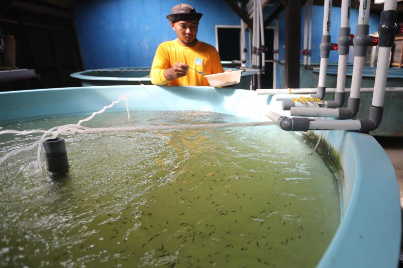 Petugas memberi pakan bibit ikan nila (ilustrasi). Dinas Perikanan dan Ketahanan Pangan (DPKP) Kabupaten Agam, Sumatra Barat, menargetkan produksi bibit ikan sebanyak 500 ribu ekor dari 800 ekor induk selama 2022.