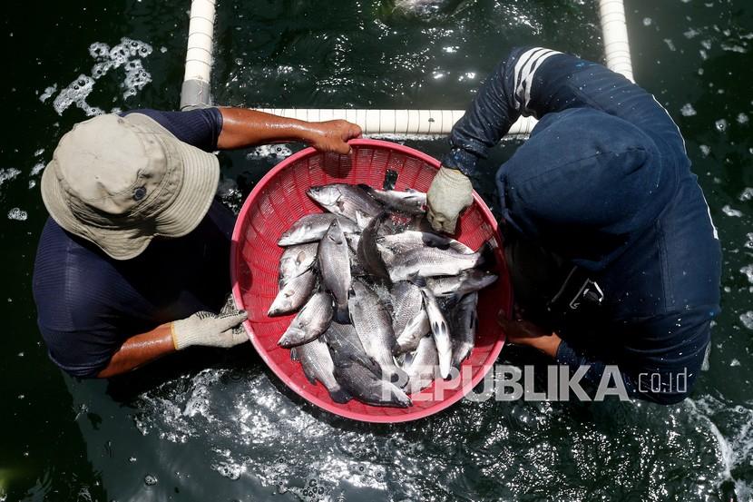 Kementerian Kelautan dan Perikanan (KKP) melalui Direktorat Jenderal Perikanan Budidaya (DJPB) terus meningkatkan produksi budidaya ikan kakap di Provinsi Aceh