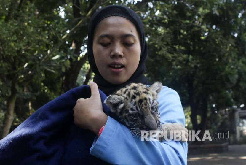 Kebun Binatang Bandung bersiap mulai beroperasi kembali. Foto, petugas Bandung Zoo menggendong seekor bayi Harimau Benggala (Panthera tigris tigris) yang diberi nama Donggalah (ilustrasi)