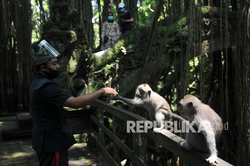 Petugas berinteraksi dengan kera ekor panjang (Macaca fascicularis) di Monkey Forest Ubud, Gianyar, Bali, Kamis (5/11). Objek wisata unggulan di kawasan Ubud tersebut resmi dibuka kembali untuk kunjungan wisatawan setelah sempat ditutup sejak akhir bulan Maret lalu akibat pandemi COVID-19.