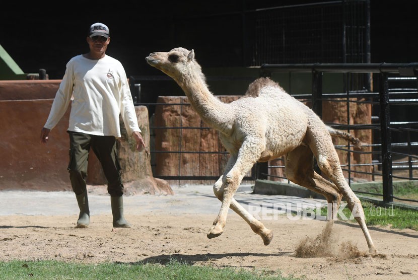 Petugas bermain dengan bayi Unta Punuk Satu (Camelus Dromedarius) yang lahir pada Kamis (9/5) dan diberi nama Sarina di Kebun Binatang Surabaya, Jawa Timur, Senin (11/6).