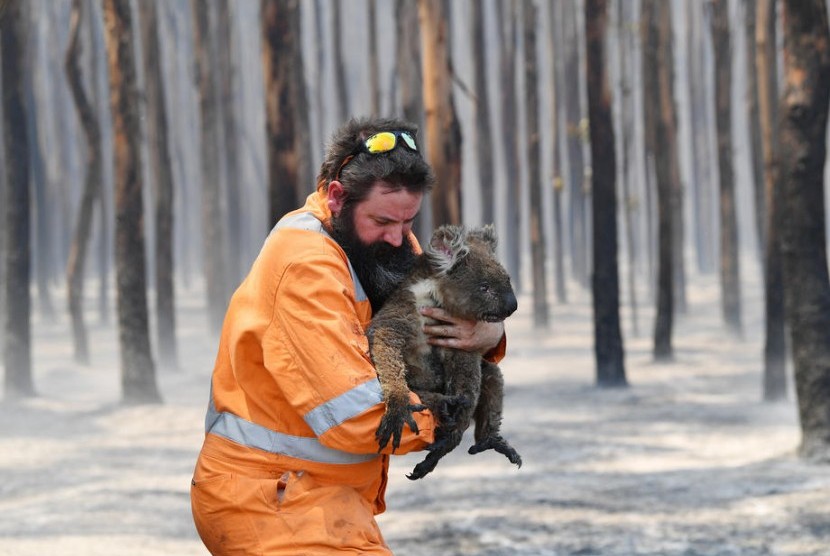Petugas bernama Simon Adamczyk menyelamatkan koala yang menjadi korban kebakaran hutan Australia di Pulau Kanguru. Pihak berwenang Australia siapkan gelombang evakuasi lanjutan menyusul naiknya suhu.