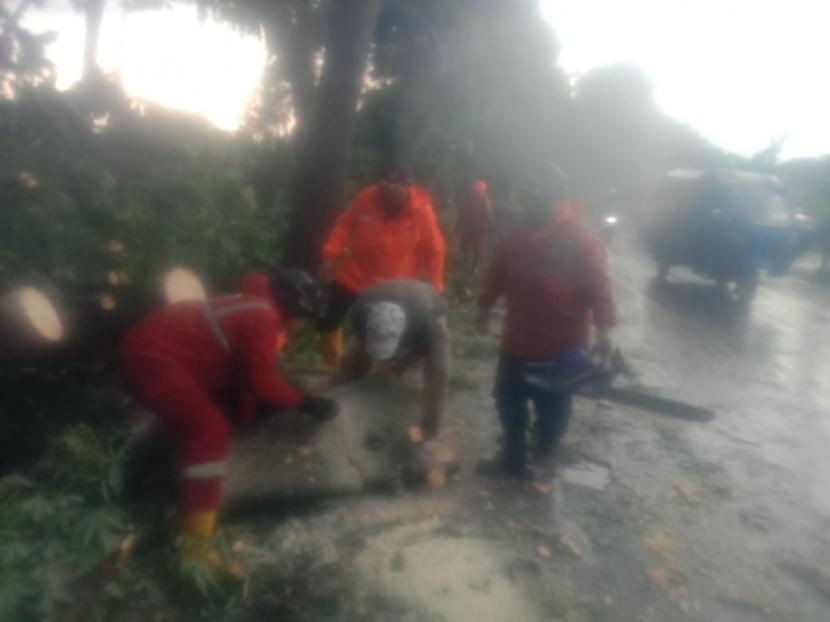 Petugas bersama warga membersihkan pohon randu setinggi 30 meter yang tumbang di ruas jalan raya provinsi di Desa Pagundan, Kecamatan Lebakwangi, Kabupaten Kuningan.