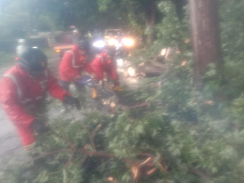 Petugas bersama warga membersihkan pohon randu setinggi 30 meter yang tumbang di ruas jalan provinsi kawasan Desa Pagundan, Kecamatan Lebakwangi, Kabupaten Kuningan, Selasa (3/1/2023). 