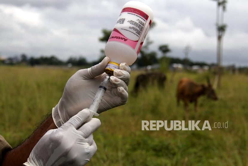 Petugas bersiap menyuntikkan vaksin anthrax pada ternak sapi. (ilustrasi)