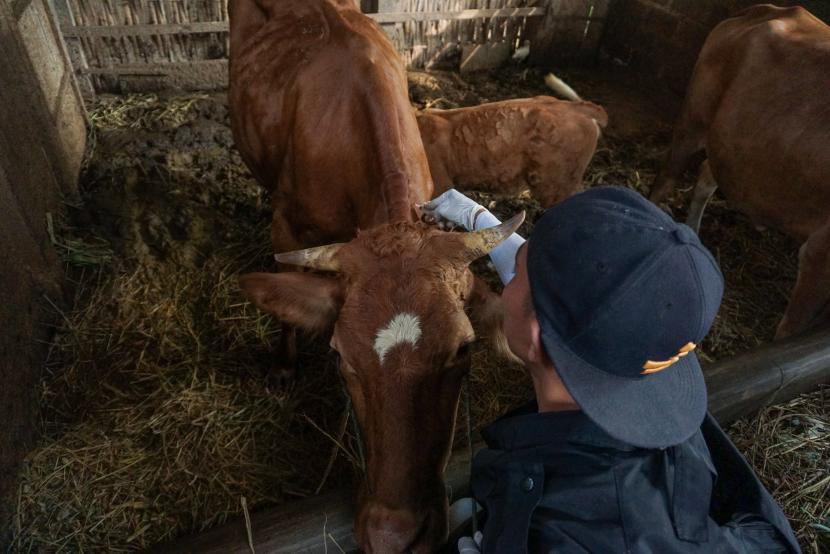 Petugas bersiap menyuntikkan vaksin penyakit mulut dan kuku (PMK) di salah satu sapi milik warga di Kabupaten Batang, Jawa Tengah, Senin (25/7/2022). Berdasarkan data Koordinator Tim Pakar Satuan Tugas Penanganan PMK Profesor Wiku Adisasmito, pemerintah telah mengimpor tiga juta dosis vaksin dalam upaya mencegah penularan penyakit mulut dan kuku (PMK) pada ternak. 