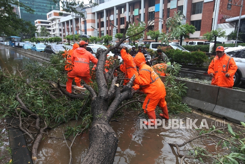 Petugas berusaha membersihkan pohon mahoni yang tumbang di Jalan Rasuna Said, Jakarta Selatan. Pohon tumbang akibat hujan deran disertai angin kencang (Ilustrasi)